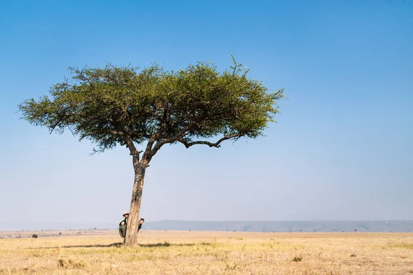 Família Pai Filhos Divertindo Férias Safári Africano Escondido Atrás Árvore — Fotografia de Stock
