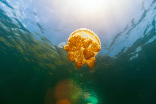 Undervattensfoto Endemiska Gyllene Maneter Sjön Palau Snorkling Jellyfish Lake Populär — Stockfoto