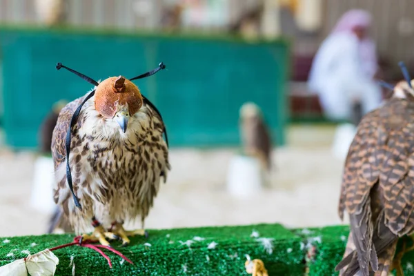 Πετρίτες Προς Πώληση Στην Αγορά Falcon Souq Ντόχα — Φωτογραφία Αρχείου