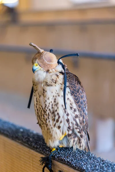 Peregrine Γεράκι Προς Πώληση Στην Αγορά Falcon Souq Στη Ντόχα — Φωτογραφία Αρχείου