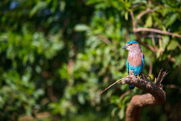 Rolo Peito Lilás Coratias Caudata Udawalawe National Park Sri Lanka — Fotografia de Stock