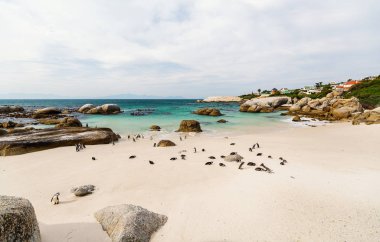 African penguins colony at Boulders beach near Cape Town in South Africa clipart