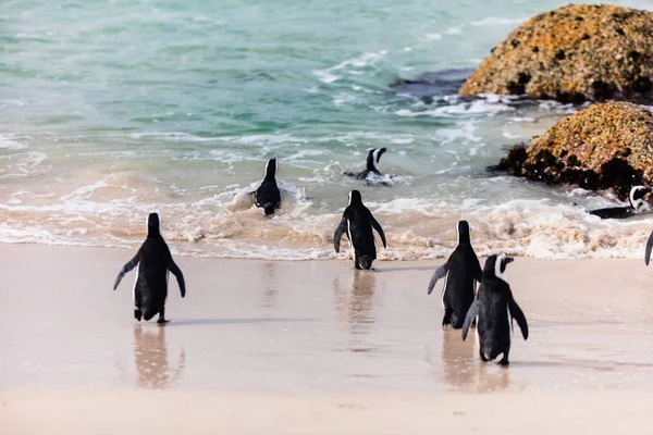 Afrikai Pingvinek Kolónia Boulders Strand Közelében Cape Town Dél Afrikában — Stock Fotó
