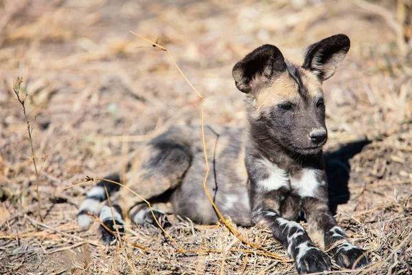 Cachorrinho Cão Selvagem Africano Perigo Parque Safári África Sul — Fotografia de Stock