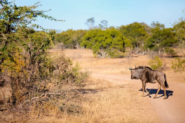 Gnu Park Narodowy Republice Południowej Afryki — Zdjęcie stockowe