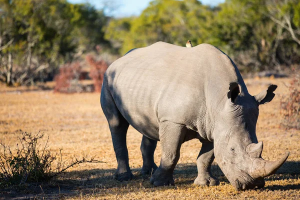 Breitmaulnashorn Weidet Auf Offenem Feld Südafrika — Stockfoto