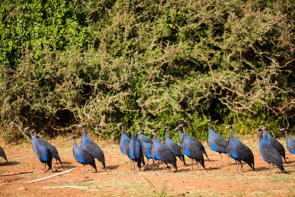 Primer Plano Las Lechuzas Parque Samburu Kenia —  Fotos de Stock
