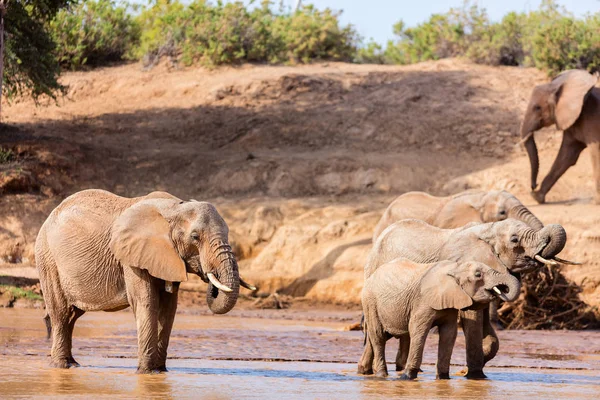Elefanti Selvatici Letto Del Fiume Acqua Potabile — Foto Stock