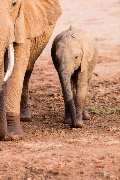 Primer Plano Del Elefante Bebé Parque Safari — Foto de Stock