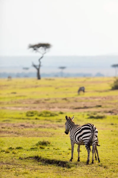 Зебры Сафари Парке Кении — стоковое фото