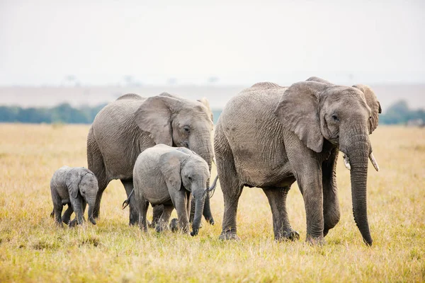 아프리카 공원에 코끼리들 — 스톡 사진
