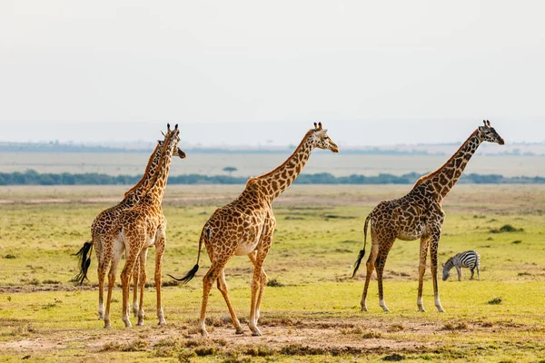 ケニアのMasai Maraサファリパークにキリン — ストック写真