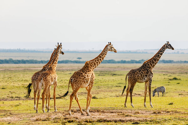 Giraffes in Masai Mara safari park in Kenya Africa