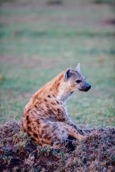 Hyena Dans Parc Safari Kenya — Photo