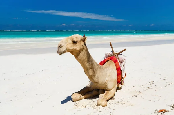 Kamel Vackra Tropiska Strand Kenya Afrika — Stockfoto