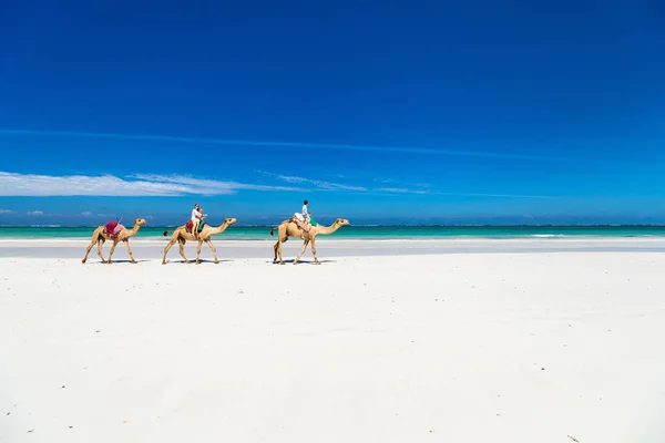 Family mother and kids riding camels at  tropical white sand beach