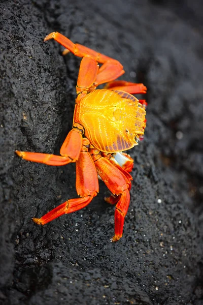 Grapsus Grapsus Een Zwarte Lava Rots — Stockfoto