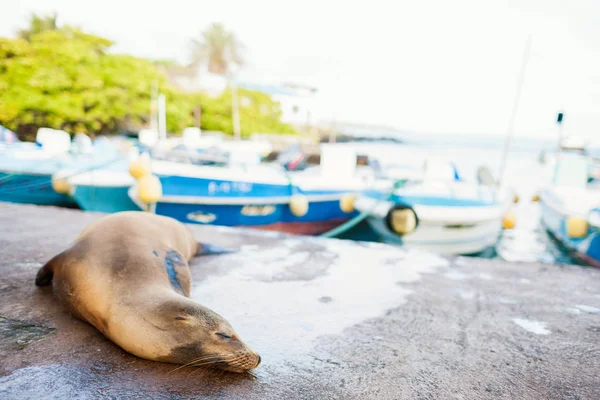 海狮睡在附近在加拉帕戈圣克鲁斯岛港口镇 — 图库照片
