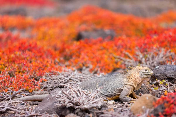 Land Iguana Endemic Galapagos Islands Ecuador Hiding Succulent Sesuvian Grass — Stock Photo, Image