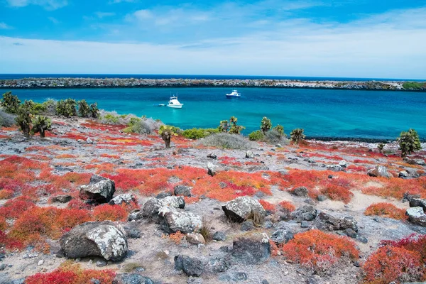 Beautiful Landscape Galapagos South Plaza Island Covered Endemic Succulent Sesuvian — Stock Photo, Image