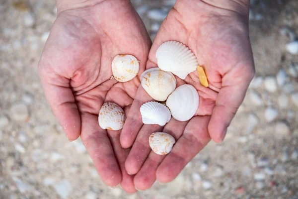 Close Woman Hand Holding Variety Beautiful Sea Shells — Stock Photo, Image