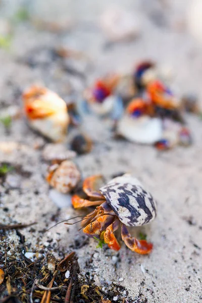 白沙滩上的隐士蟹 — 图库照片