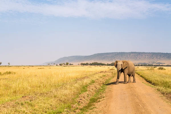 Slon Safari Parku Keni Afrika — Stock fotografie