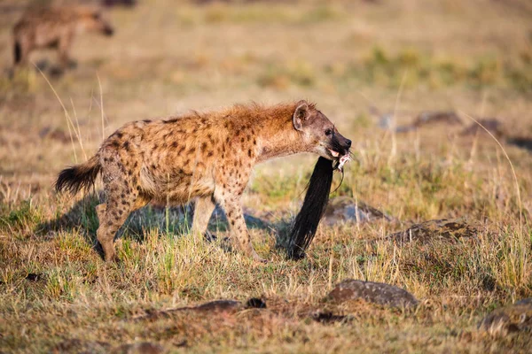 Iena Nel Parco Safari Kenya Nella Giornata Sole — Foto Stock