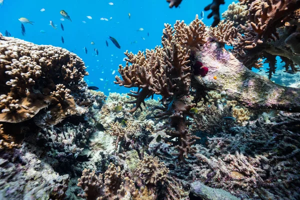 モルディブの美しいカラフルなサンゴ礁と熱帯魚 — ストック写真