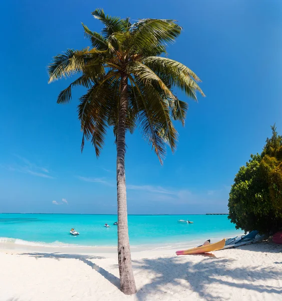 Plage Sable Blanc Tropical Parfait Avec Cocotier — Photo