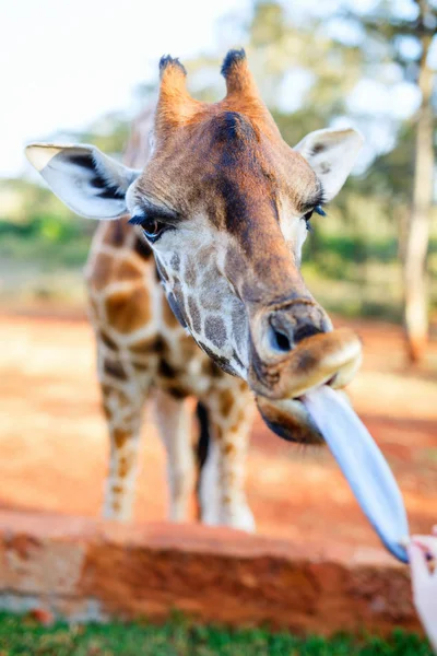 Feeding Young Endangered Rothschild Giraffe Africa — Stock Photo, Image