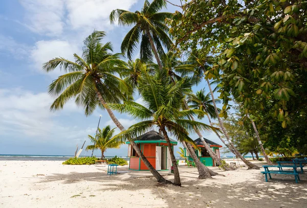 加勒比巴巴多斯岛上有白色沙子 棕榈树和绿松石海水的田园风情热带海滩 — 图库照片