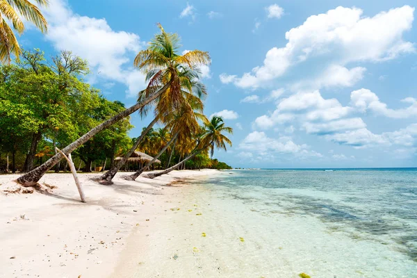 缪斯汀岛上的白沙 棕榈树和绿松石加勒比海海水的田园风情热带海滩 — 图库照片