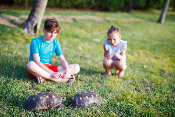 Hermano Hermana Niños Observando Dos Tortugas Aire Libre Hábitat Natural —  Fotos de Stock