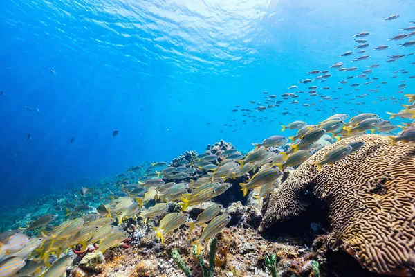 Όμορφες Πολύχρωμες Κοραλλιογενείς Υφάλους Και Τροπικά Ψάρια Υποβρύχια Καραϊβικής Αγία — Φωτογραφία Αρχείου