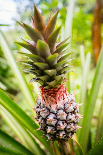 Ananas Tropische Vruchten Groeien Een Veld — Stockfoto