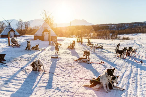 Husky Kennel Bezoek Noord Noorwegen — Stockfoto