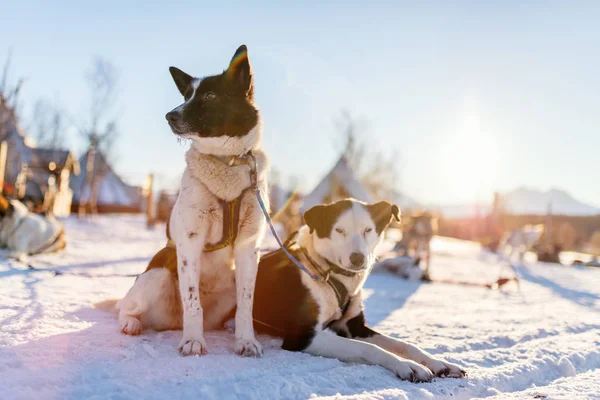 Husky Zwinger Besuch Nordnorwegen — Stockfoto