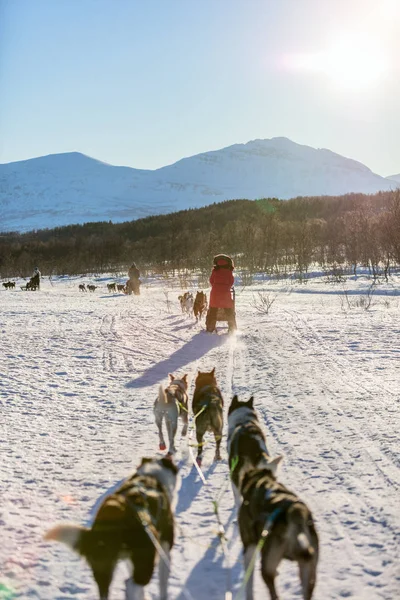 Sledding Husky Dogs Northern Norway — Stock Photo, Image