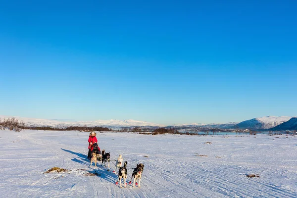 Husky Honden Zijn Slee Met Familie Trekken Zonnige Winterdag Noord — Stockfoto