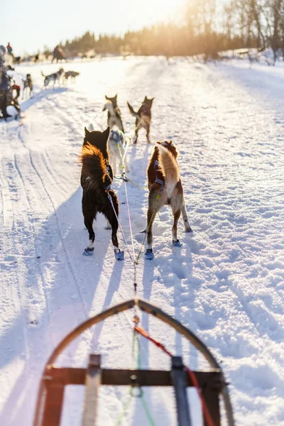 Упряжках Husky Собак Північній Норвегії — стокове фото