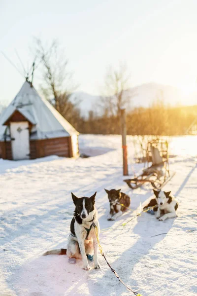 Husky Розплідник Візиту Північній Норвегії — стокове фото