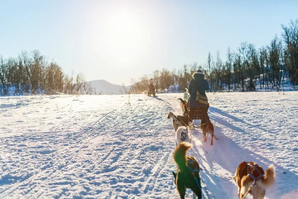 Rodelen Met Husky Honden Noord Noorwegen — Stockfoto