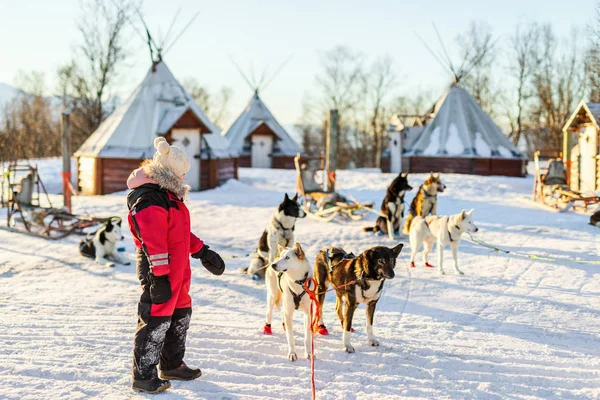 Sevimli Kız Bir Kucak Husky Kızak Köpeği Ile Kuzey Norveç — Stok fotoğraf