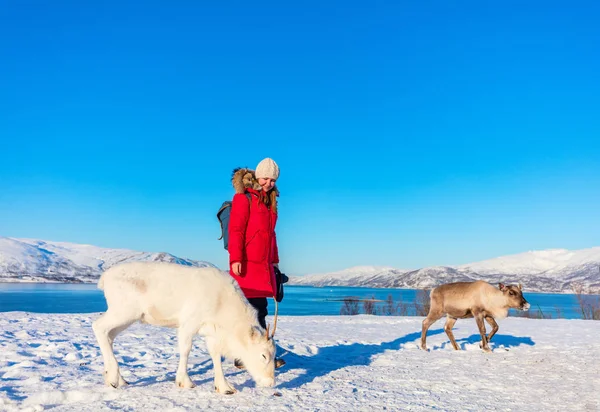 Jonge Vrouw Buitenshuis Met Rendieren Zonnige Winterdag Noord Noorwegen — Stockfoto