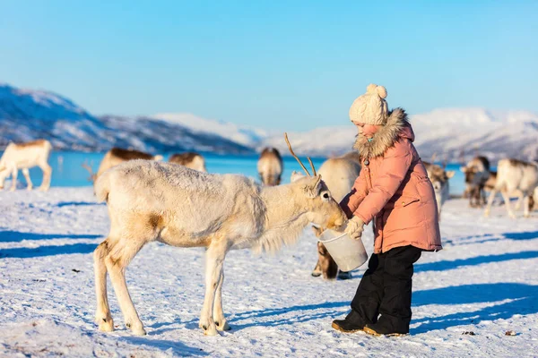 Küçük Kız Ren Geyiği Güneşli Kış Gününde Kuzey Norveç Besleme — Stok fotoğraf