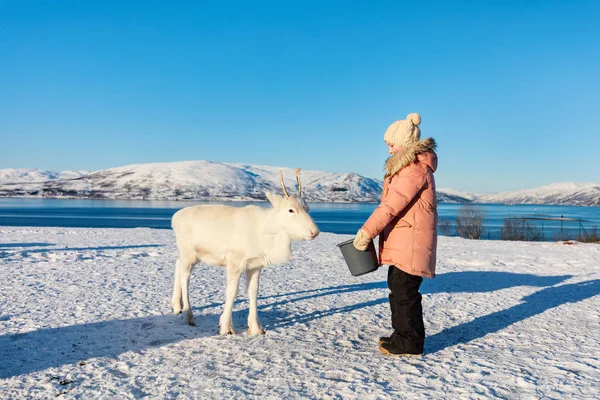 Little Girl Feeding Reindeer Sunny Winter Day Northern Norway — Stock Photo, Image