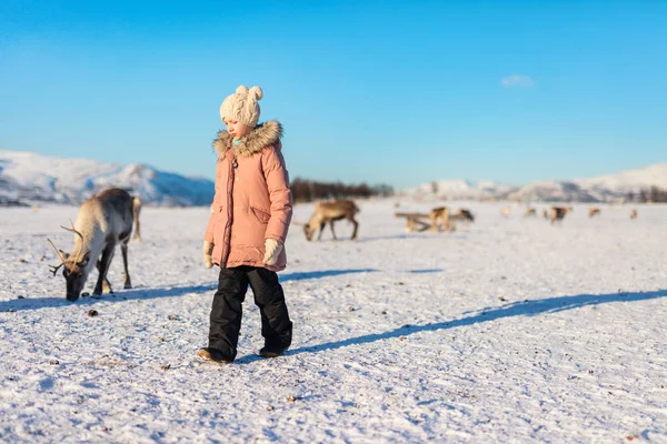 Menina Cercada Por Renas Dia Ensolarado Inverno Norte Noruega — Fotografia de Stock