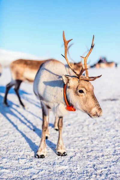 Renas Norte Noruega Dia Ensolarado Inverno — Fotografia de Stock