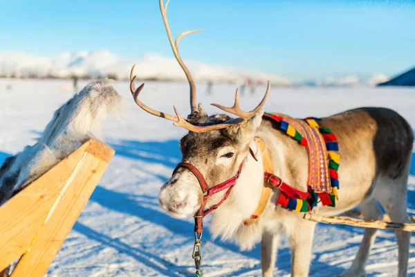 在阳光明媚的冬日 在挪威北部拉雪橇的驯鹿关闭 — 图库照片